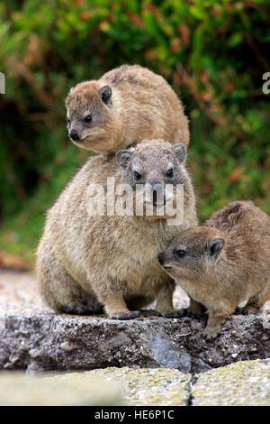 Rock Klippschliefer, (Procavia Capensis), zwei Jungtiere auf Mütter zurück, Bettys Bay, Western Cape, Südafrika, Afrika Stockfoto