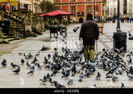 Tauben fliegen um ein älterer Mann, wie er entlang Dlugi Targ, Gdansk Spaziergänge Stockfoto