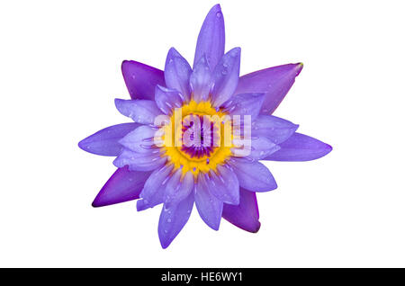 Lotus zu isolieren, auf weißem Hintergrund Stockfoto