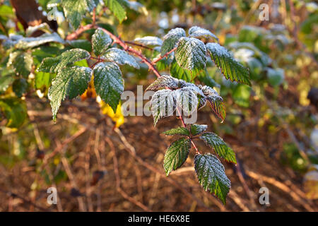 Frost an den Pflanzen in den eisigen Wintermorgen Stockfoto