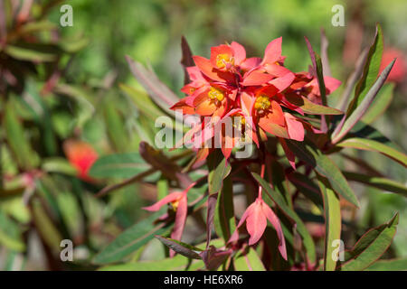 Blume-Zypressen-Wolfsmilch. Euphorbia cyparissias Stockfoto