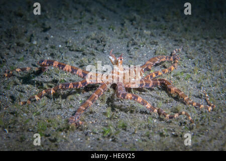 Wunderpus Photogenicus Oktopus krabbeln über den Sand in Lembeh Stockfoto