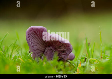 Holz-Bilder, Speisepilz in Wiese wächst. Spanien. Stockfoto