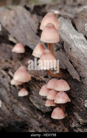 Blutungen Fee Helm, Burgundydrop Motorhaube, Mycena, Blutungen, kleinen Pilz, Mycena Haematopus, Andalusien, Spanien. Stockfoto