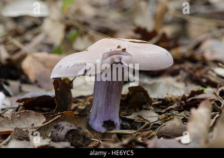 Holz-Bilder, Speisepilz, die im Wald wachsen. Spanien. Stockfoto