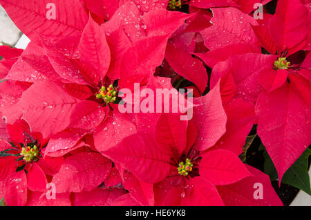 Nahaufnahme von roten Weihnachtsstern Blumen in Weihnachten Einstellung. Stockfoto