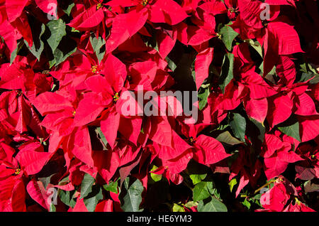 Nahaufnahme von roten Weihnachtsstern Blumen in Weihnachten Einstellung. Stockfoto