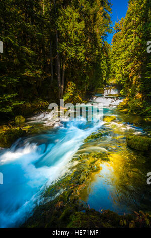 McKensie Fluss hinunter vom Sahalie fällt Oregon Willamette National Forest Stockfoto