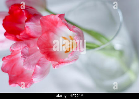 Offen rosa Tulpe blüht in einer klaren vase Stockfoto