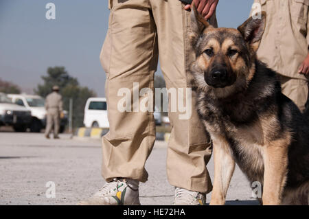 100903-F-1020B-002.jpg Kabul - afghanische Grenzpolizei beteiligen eine sechsmonatige Trainingsprogramm lernen Hundeführer an der Mine Detection Center in Kabul 3. November 2010 geworden. Derzeit gibt es 10 ABP Offiziere gehen durch den Kurs; vier Handler-Hund-Teams werden an den internationalen Flughafen von Kabul, und der Rest teilt sich zwischen den Flughäfen in Mazar-i-Sharif, Jalalabad Herat.   Staff Sgt Sarah Brown /) Stockfoto