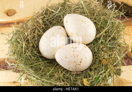 Haufen roh Türkei Eier in einem nest Stockfoto