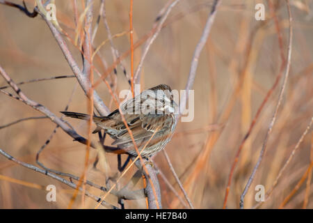Singammer (Melospiza Melodia), Bosque del Apache National Wildlife Refuge, New Mexico, USA. Stockfoto
