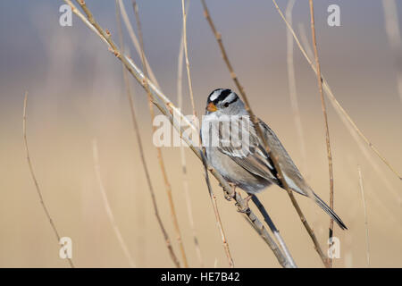 Erwachsenen weiß – Crowned Sparrow, (Zonotrichia Leucophrys), Bosque del Apache National Wildlife Refuge, New Mexico, USA. Stockfoto