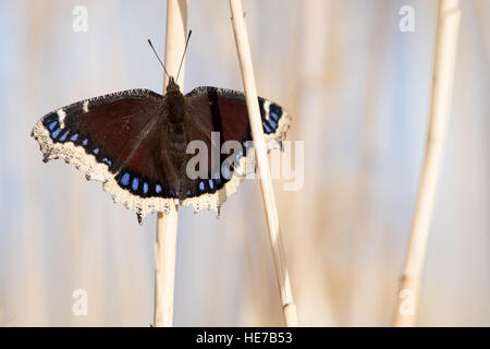 Trauer über Mantel, (Nymphalis Antiopa), sonnen sich im frühen Winter.  Bosque del Apache National Wildlife Refuge, New Mexico, USA. Stockfoto
