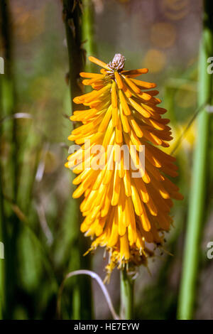 Kniphofia "Mango Eis am Stiel" wissen als Poker in voller Blüte Stockfoto