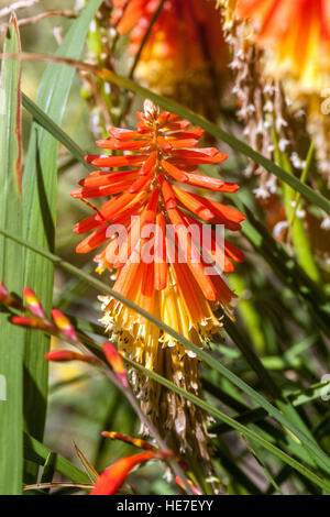 Taschenlampe Lily, Kniphofia 'Papaya Popsicle", Red Hot Poker Stockfoto