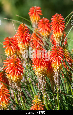 Taschenlampe Lily, Kniphofia 'Papaya Popsicle", Red Hot Poker Stockfoto