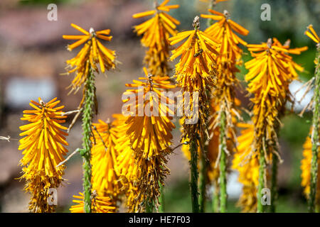 Kniphofia 'Mango Popsicle' Pokers in Bloom Stockfoto