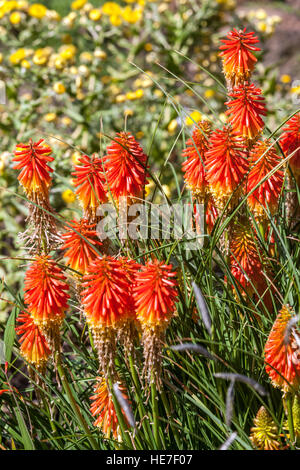 Taschenlampe Lily, Kniphofia 'Papaya Popsicle", Red Hot Poker Stockfoto