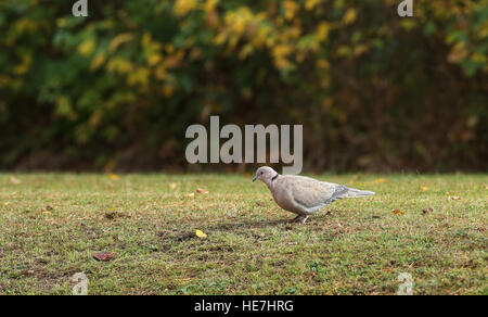 Eurasische Halstaube (Streptopelia decaocto) auf dem Boden Stockfoto