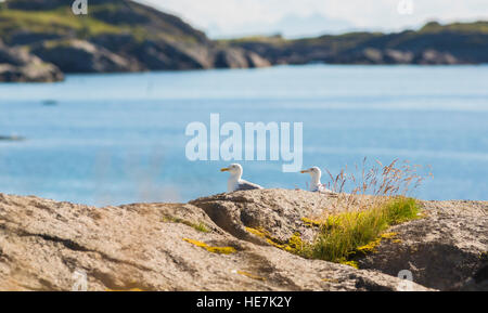 Zwei europäische Silbermöwen sitzt auf einem Felsen, Braastad, Lofoten Inseln, Norwegen Stockfoto