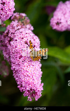 Buddleja 'Pink Delight' X pikei. Komma-Schmetterling auf Buddlehia Blume. Stockfoto