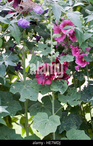 Alcea Rosea. Dunkel rosa Stockrose. Stockfoto