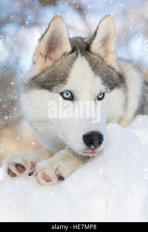 Husky Welpen mit blauen Augen liegen auf dem Schnee Stockfoto