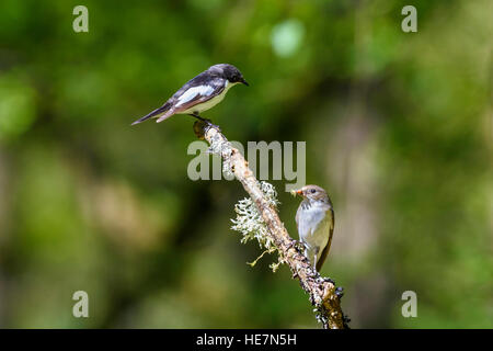 Pied Flycatcher, Ficedula Hypoleuca, Carstramon Holz, Dumfries & Galloway, Schottland Stockfoto