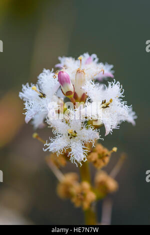 Fieberklee Menyanthes Trifoliata, Wiesenblumen, Dumfries & Galloway, Schottland Stockfoto