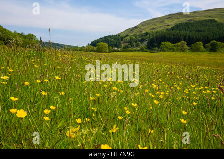 Wildblumenwiese, Flotte Valley National Scenic Area, Gatehouse of Fleet, Dumfries & Galloway, Schottland Stockfoto