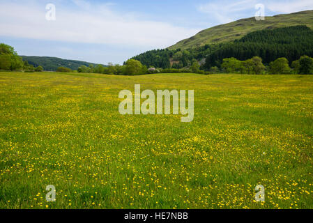 Wildblumenwiese, Flotte Valley National Scenic Area, Gatehouse of Fleet, Dumfries & Galloway, Schottland Stockfoto