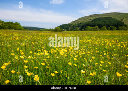 Wildblumenwiese, Flotte Valley National Scenic Area, Gatehouse of Fleet, Dumfries & Galloway, Schottland Stockfoto