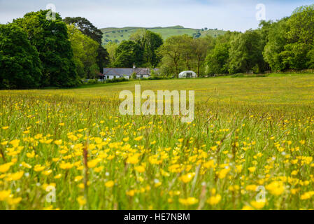 Wildblumenwiese, Flotte Valley National Scenic Area, Gatehouse of Fleet, Dumfries & Galloway, Schottland Stockfoto