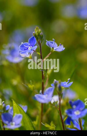 Gamander-Ehrenpreis, Veronica Chamaedrys, Wildblumen, Carrick, Dumfries & Galloway, Schottland Stockfoto