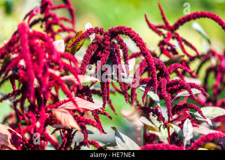 Amaranthus caudatus, love-lies-blutend, Anhänger Amaranth oder Quaste Blume, krautigen Garten rot Amaranth august Blüten winterhart einjährige Blüte Stockfoto