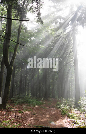 Am frühen Morgen in den Mischwald - Sonnenstrahlen Stockfoto