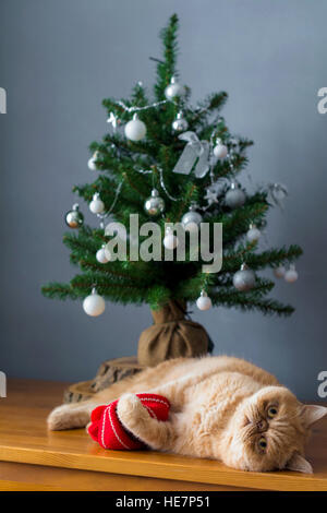 Lustige Katze unter Weihnachtsbaum spielen. Selektiven Fokus Stockfoto