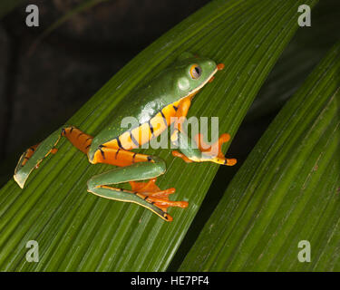 Goldaugen-Blattfrosch (Cruziohyla calcarifer) auf einem Blatt in einem tropischen Garten Stockfoto