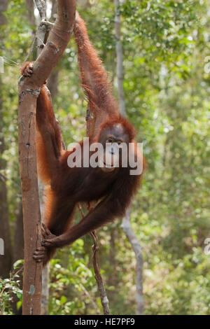 Wild bornesischen Orang-utan (Pongo pygmaeus) klettern Baum im Bornesischen Regenwald Stockfoto
