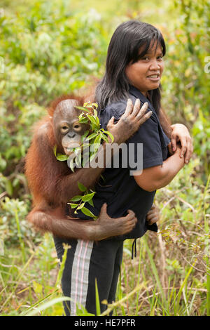 Die junge Orangutan-Waise klammert sich während eines Spiels und Trainings im Freien im Orangutan Care Center in Indonesian Borneo an die Hausmeisterin Stockfoto