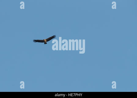 Geier fliegen auf blauen Himmel Gänsegeier / abgeschottet Fulvus Stockfoto