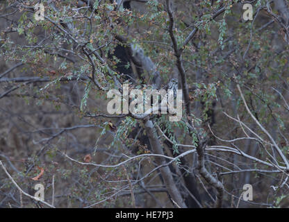 Schöner Vogel, crested Habicht (Accipiter Trivirgatus) hocken auf einem Ast Stockfoto