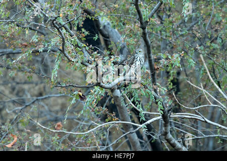 Schöner Vogel, crested Habicht (Accipiter Trivirgatus) hocken auf einem Ast Stockfoto