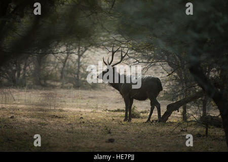 Riesige männliche Sambar Hirsche (Rusa Unicolor) mit großen Horn beobachten mit grünem Hintergrund im Ranthambore Tiger Reserve, Indien. Stockfoto