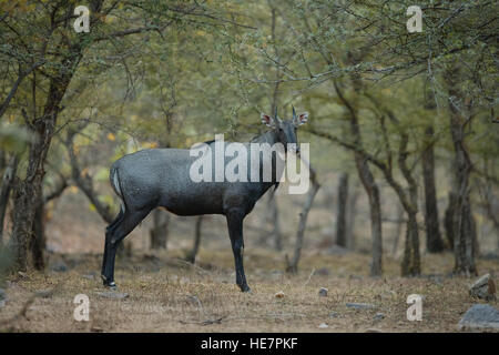 Die jackale oder blaue Bull ist die größte asiatische Antilope im natürlichen Lebensraum Stockfoto