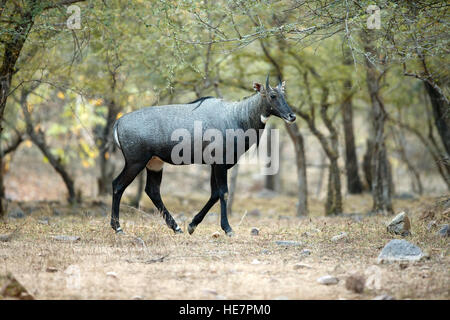 Die jackale oder blaue Bull ist die größte asiatische Antilope im natürlichen Lebensraum Stockfoto