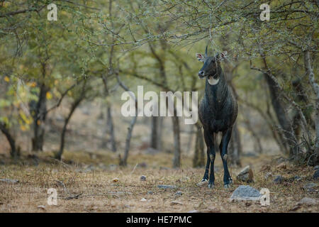 Die jackale oder blaue Bull ist die größte asiatische Antilope im natürlichen Lebensraum Stockfoto