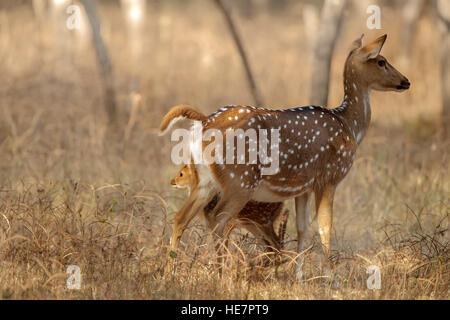 Mütterliche Liebe, Rehe und niedlichen Rehkitz, Juvenile entdeckt Hirsch mit Mutter in Indien Stockfoto