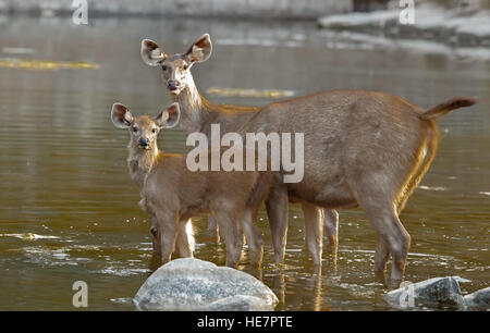 Sambar Hirsche Weibchen und Jungtier stehend im Wasser, Ranthambore Nationalpark in Rajasthan, Indien Stockfoto